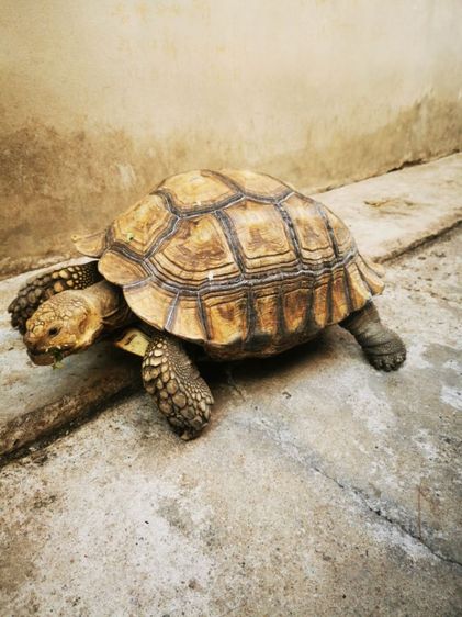 ขายซูคาต้าเพศผู้ รูปที่ 2