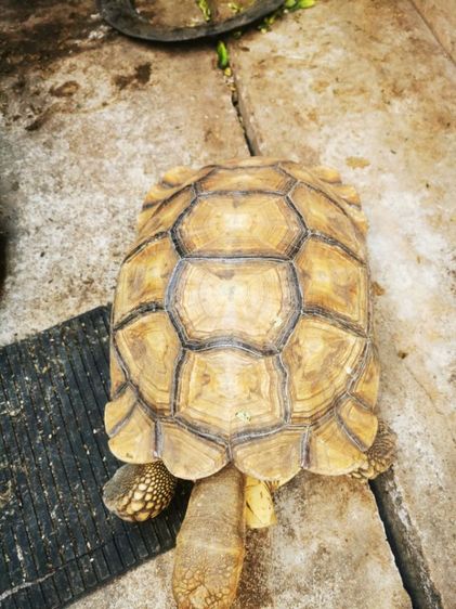 ขายซูคาต้าเพศผู้ รูปที่ 8