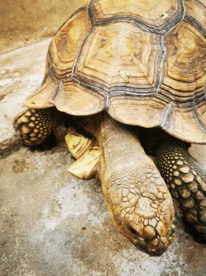 ขายซูคาต้าเพศผู้