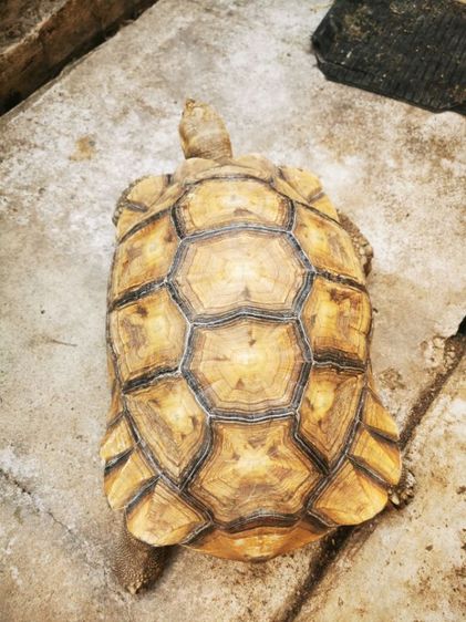 ขายซูคาต้าเพศผู้ รูปที่ 5