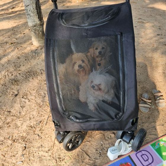 ขนเข็นของหมาใหม่ๆ รูปที่ 2