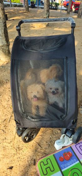 ขนเข็นของหมาใหม่ๆ รูปที่ 3
