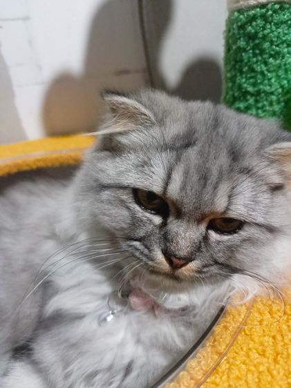 หาบ้านให้น้องแมวคะไม่มีเวลาดูแลน้องเลยนัดรับบางหญ้าแพรกท่าจีน รูปที่ 3