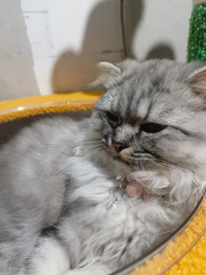 หาบ้านให้น้องแมวคะไม่มีเวลาดูแลน้องเลยนัดรับบางหญ้าแพรกท่าจีน รูปที่ 2