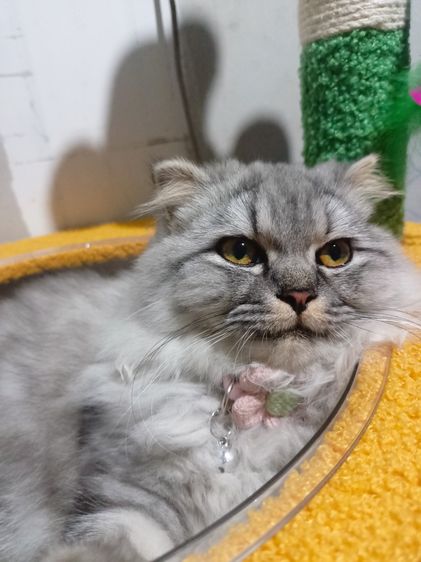 อื่นๆ หาบ้านให้น้องแมวคะไม่มีเวลาดูแลน้องเลยนัดรับบางหญ้าแพรกท่าจีน