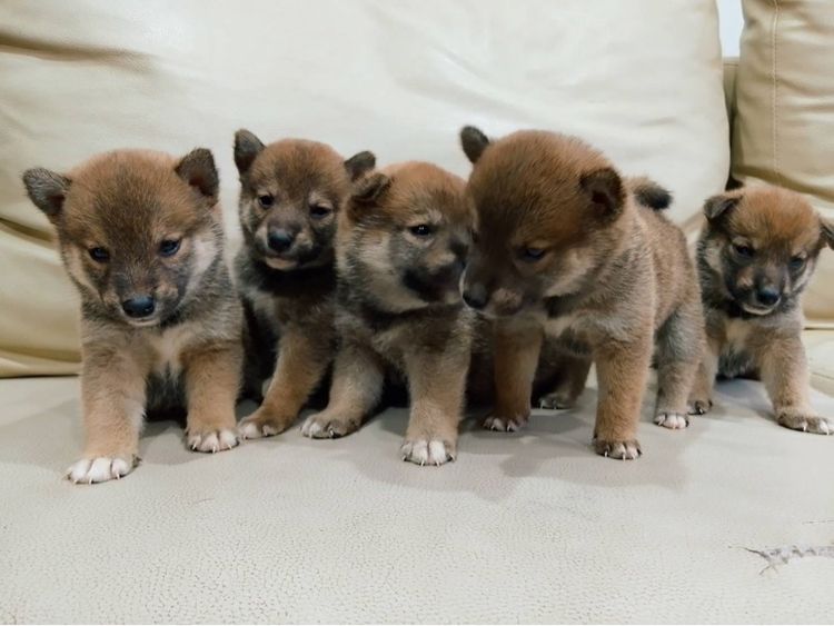 ชิบะอินุ แท้ มีใบเพ็ดดีกรี รูปที่ 2