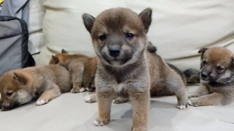 ชิบะ (Shiba Inu) กลาง ชิบะอินุ แท้ มีใบเพ็ดดีกรี