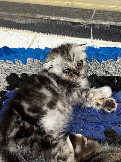 หาบ้านให้น้องแมวสก๊อตติสหูผับ รูปที่ 5