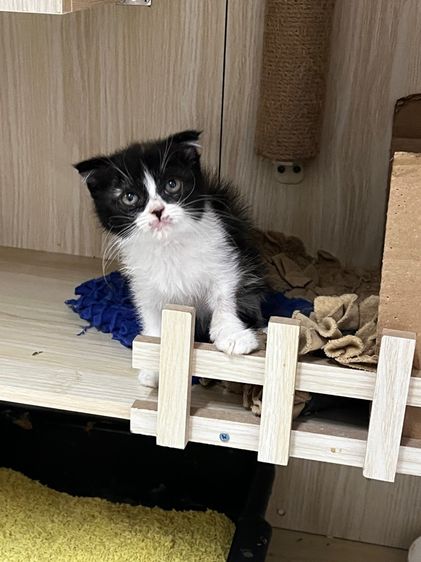 หาบ้านให้น้องแมวสก๊อตติสหูผับ รูปที่ 2