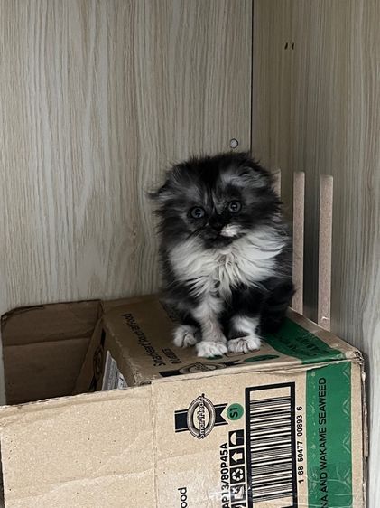 หาบ้านให้น้องแมวสก๊อตติสหูผับ