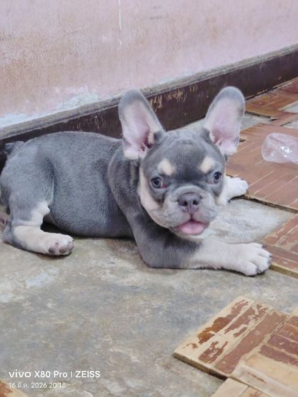 เฟรนช์ บูลด็อก (French Bulldog) เล็ก ลงขายลูกสุนัขเฟรนบลูด็อกเพศเมีย
