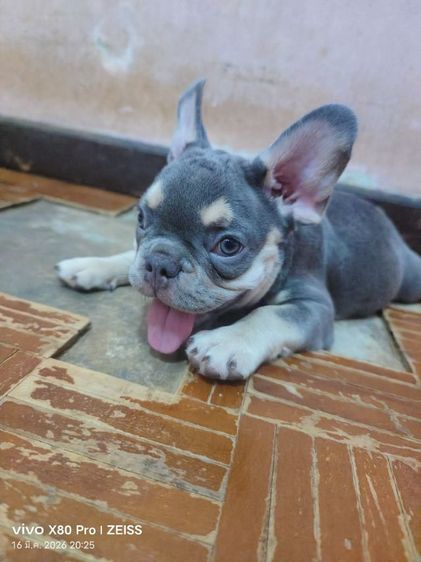 ลงขายลูกสุนัขเฟรนบลูด็อกเพศเมีย รูปที่ 3
