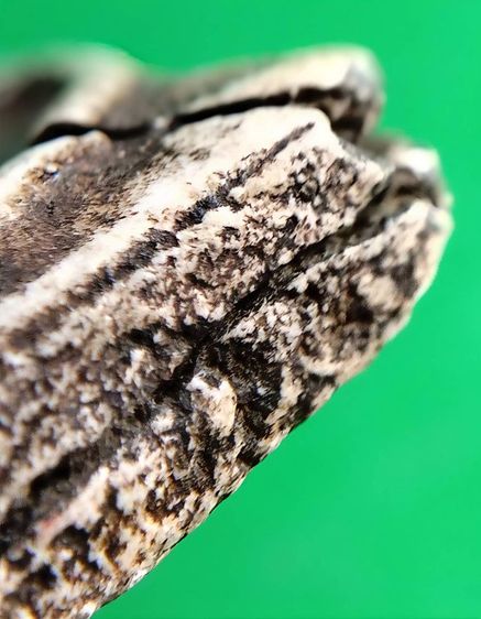 พระสมเด็จ วัดระฆัง บางขุนพรหม วัดเกศไชโย หลวงปู่ภู หลวงปู่นาค รูปที่ 10