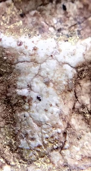 พระสมเด็จ วัดระฆัง บางขุนพรหม วัดเกศไชโย หลวงปู่ภู หลวงปู่นาค รูปที่ 16