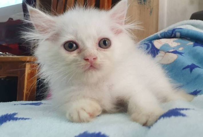 ขายเปอร์เซียแท้เมียค่ะ พระรามสอง เทียนทะเล20 ขอคนมารับเองได้หรือเรียกไรเดอร์มารับนะคะ รูปที่ 3