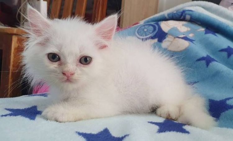 ขายเปอร์เซียแท้เมียค่ะ พระรามสอง เทียนทะเล20 ขอคนมารับเองได้หรือเรียกไรเดอร์มารับนะคะ รูปที่ 2