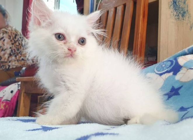 ขายเปอร์เซียแท้เมียค่ะ พระรามสอง เทียนทะเล20 ขอคนมารับเองได้หรือเรียกไรเดอร์มารับนะคะ