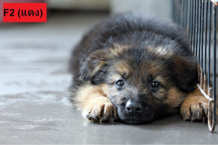 เยอรมันเชพเพิร์ด (German Shepherd) ใหญ่ ลูกสุนัขเยอรมันเชพเพิร์ด เพศเมีย