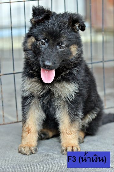 ลูกสุนัขเยอรมันเชพเพิร์ด เพศเมีย รูปที่ 6