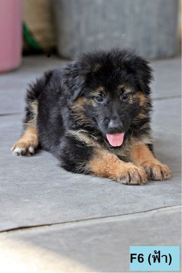 ลูกสุนัขเยอรมันเชพเพิร์ด เพศเมีย รูปที่ 13