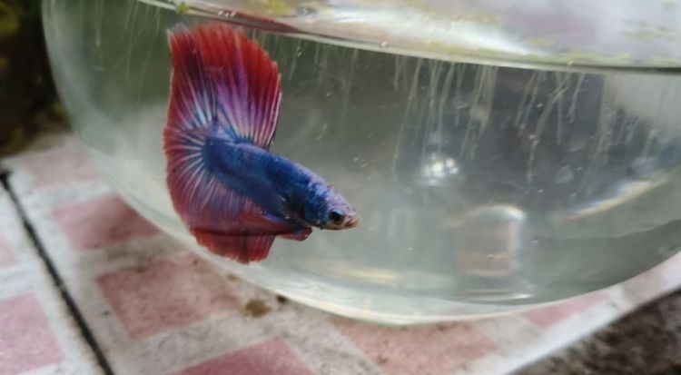 ปลากัด HM ธงชาติไทย🇹🇭 รูปที่ 5