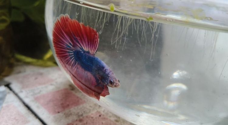 ปลากัด HM ธงชาติไทย🇹🇭