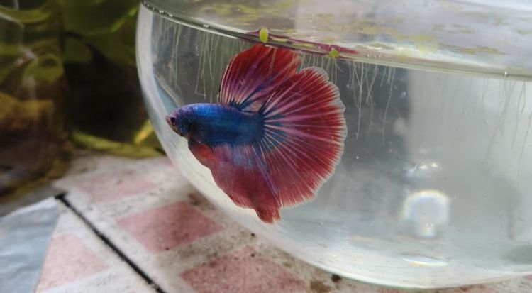 ปลากัด HM ธงชาติไทย🇹🇭 รูปที่ 4