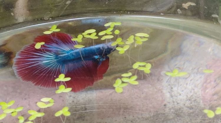 ปลากัด HM ธงชาติไทย🇹🇭 รูปที่ 2