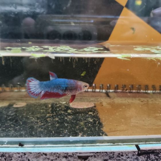 ปลากัดลายธงชาติ 🇹🇭เมีย