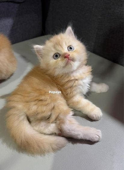 แมวเปอร