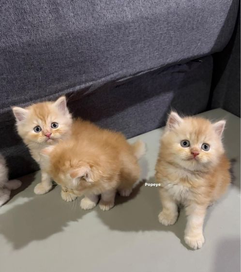 แมวเปอร รูปที่ 2