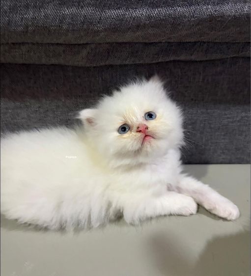 แมวเปอร รูปที่ 3