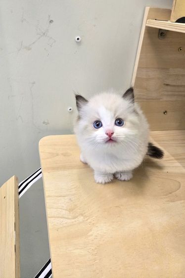 Ragdoll แท้เกรดพรีเมียม นำเข้าจากเกาหลี 🇰🇷 ตาสีฟ้า ขนฟู นิสัยดี พร้อมส่งถึงไทย รูปที่ 3