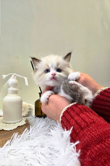 Ragdoll แท้เกรดพรีเมียม นำเข้าจากเกาหลี 🇰🇷 ตาสีฟ้า ขนฟู นิสัยดี พร้อมส่งถึงไทย รูปที่ 2
