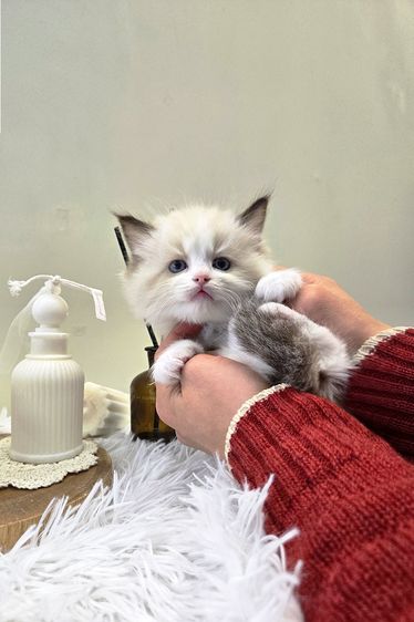 Ragdoll แท้เกรดพรีเมียม นำเข้าจากเกาหลี 🇰🇷 ตาสีฟ้า ขนฟู นิสัยดี พร้อมส่งถึงไทย รูปที่ 4