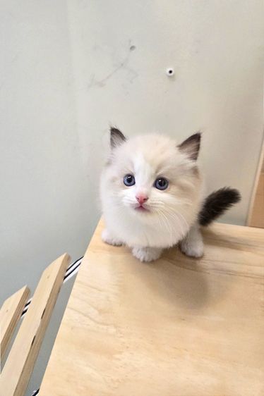 Ragdoll แท้เกรดพรีเมียม นำเข้าจากเกาหลี 🇰🇷 ตาสีฟ้า ขนฟู นิสัยดี พร้อมส่งถึงไทย รูปที่ 5