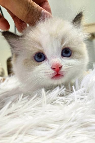 Ragdoll แท้เกรดพรีเมียม นำเข้าจากเกาหลี 🇰🇷 ตาสีฟ้า ขนฟู นิสัยดี พร้อมส่งถึงไทย