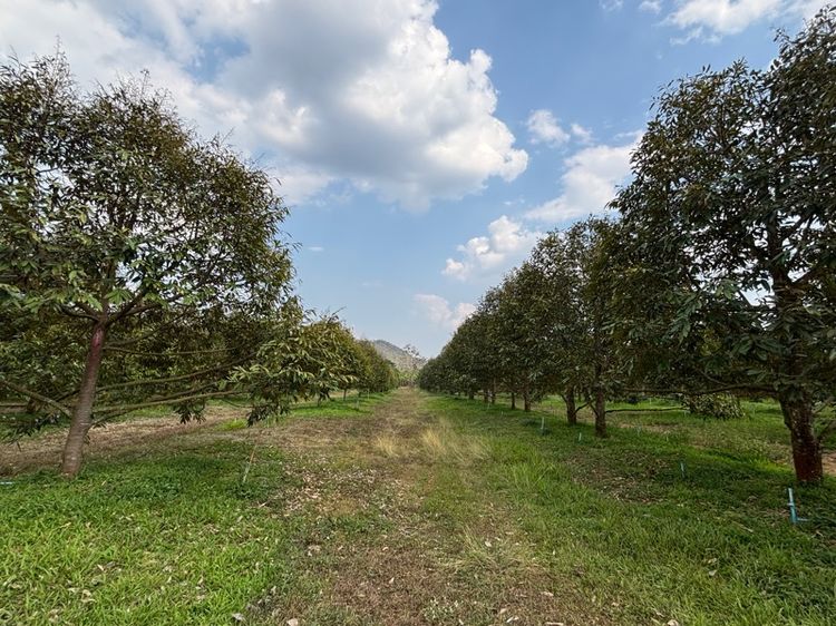 ไม่ใช่ ที่ดินสวนทุเรียน แปลงสวยติดแม่น้ำ รูปที่ 2