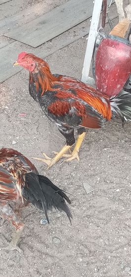 ไก่ชน รูปที่ 7