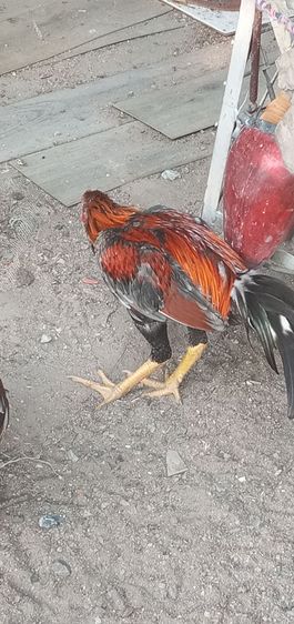 ไก่ชน รูปที่ 5