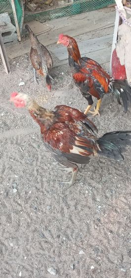 ไก่ชน รูปที่ 9