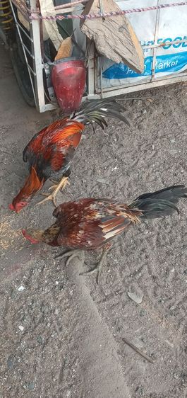 ไก่ชน รูปที่ 10