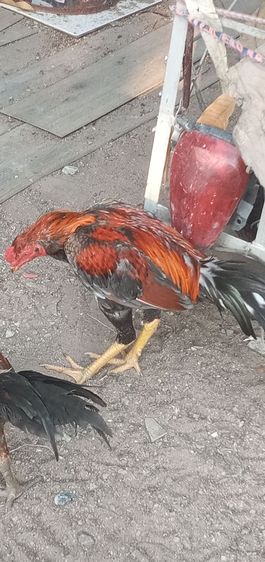 ไก่ชน รูปที่ 4