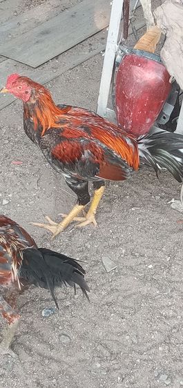 ไก่ชน รูปที่ 6