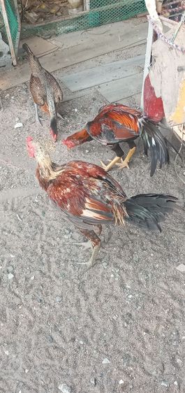 ไก่ชน รูปที่ 8