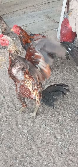 ไก่ชน รูปที่ 2