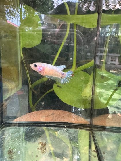 ปลากัดพัทยา รูปที่ 3