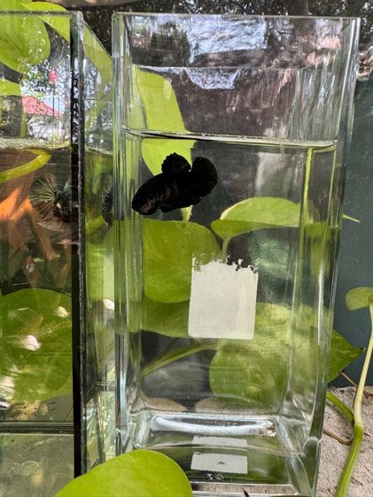 ปลากัดพัทยา รูปที่ 2