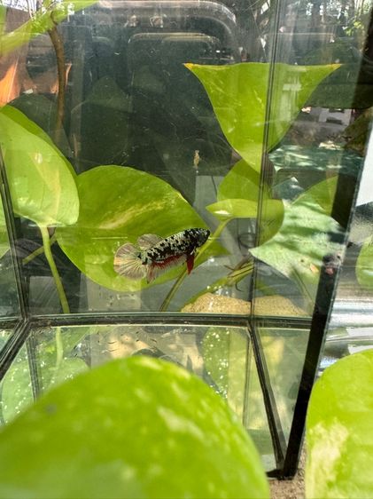 ปลากัดพัทยา