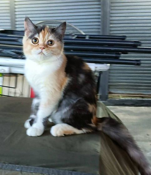 สก๊อตติด2ตัวผู้เมียวัคซีนครบแล้ว อายุ4เดือนครับ